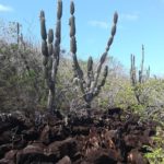 Opuntia Cactus Galapagos accessible path