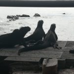 Marine iguanas at Galapagos