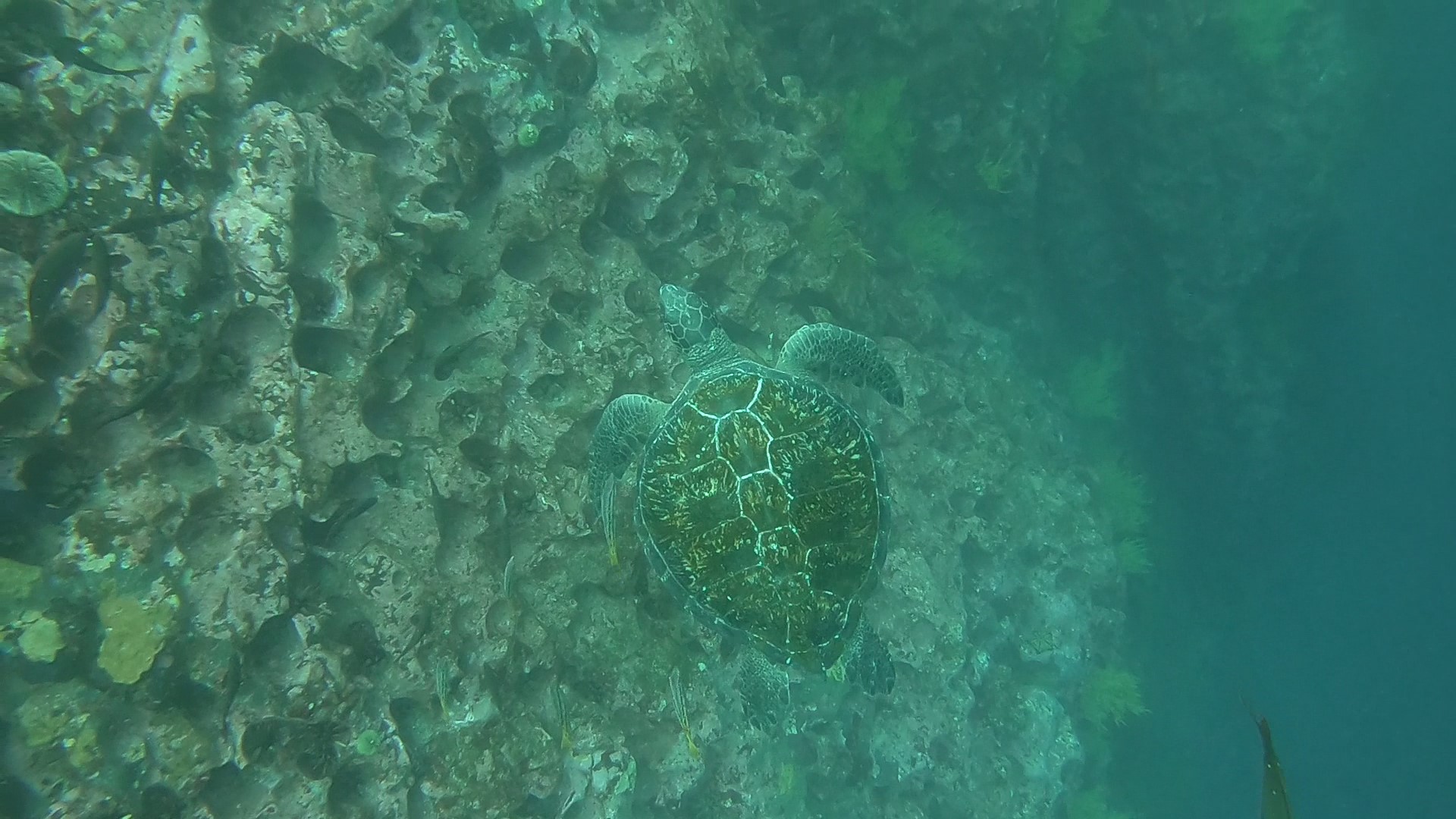 Accessible scuba diving Galapagos