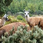 Llamas at Andes