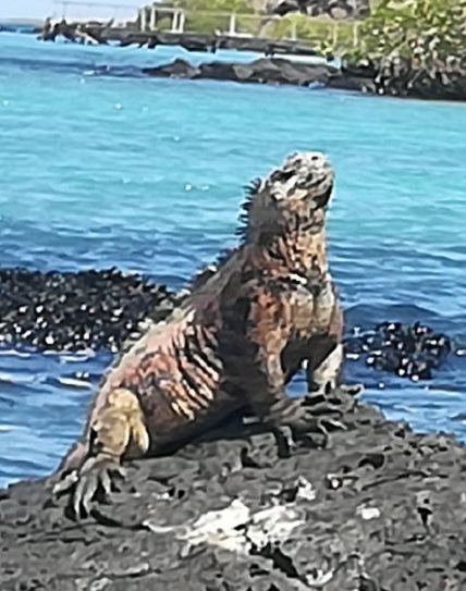 Galapagos accessible tours