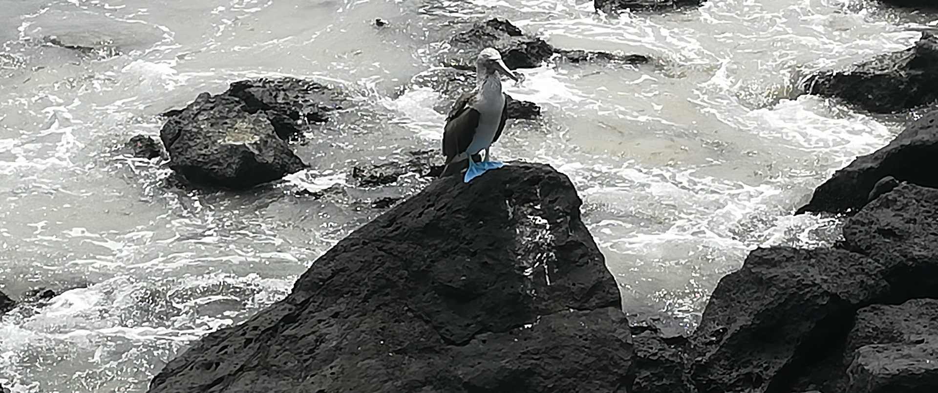 Blue footed boobie